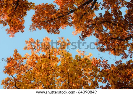 Autumn landscape. Bright colored oak leaves on the branches in the autumn forest.