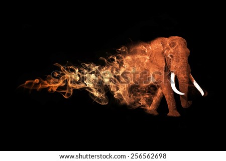 beautiful image of a elephant. african safari. animal collection. great tattoo. wildlife picture. ivory.