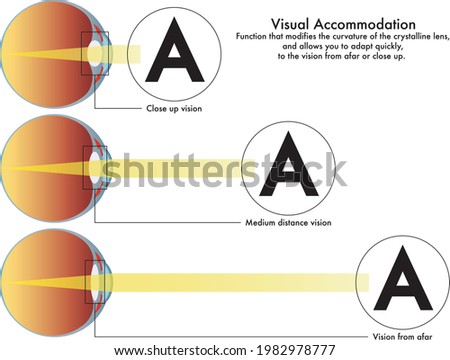 A medical diagram of visual accommodation, the function that modifies the curvature of the crystalline lens, and allows you to adapt quickly to the vision from afar or close up. Сток-фото © 