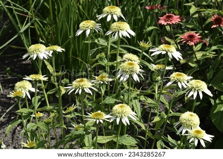 Similar – Image, Stock Photo Echinacea purpurea, yellow variety, inflorescence