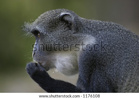 Sykes Monkey with Full Cheek Pouch