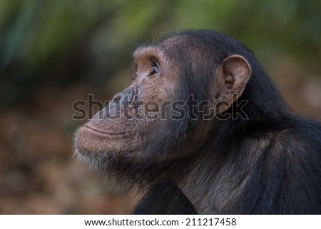 Portrait of a young male Eastern chimpanzee in natural habitat