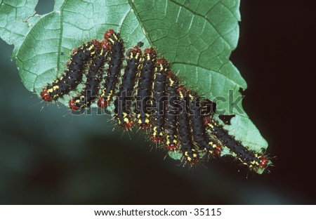Caterpillars lined up under a leaf