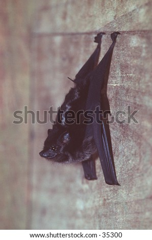 Bat hanging on a wall