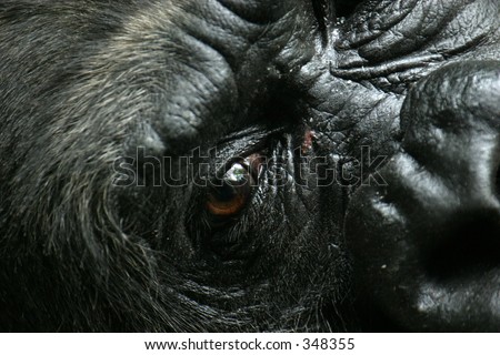 closeup of gorilla face with open eye