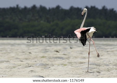 greater flamingo stretching its leg and wing