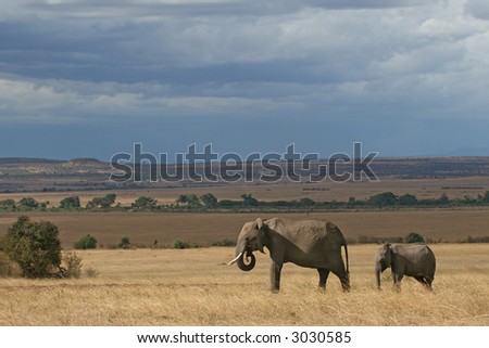 African elephant mother and calf in Masai Mara