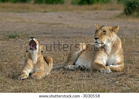 Lioness and cub yawning
