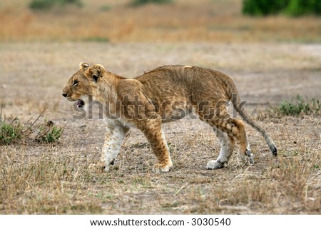 Lion cub with arched back