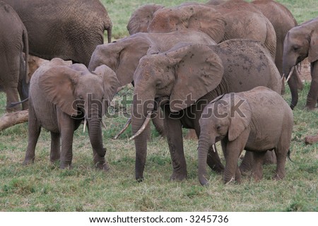African elephant mother and two calves