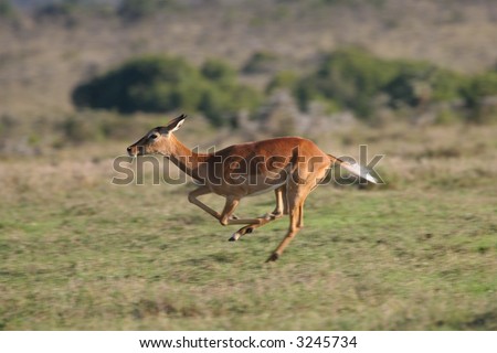 Impala antelope, Aepyceros melampus, on the run