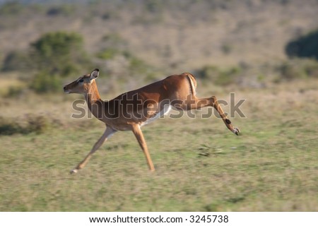 Impala antelope, Aepyceros melampus, on the run