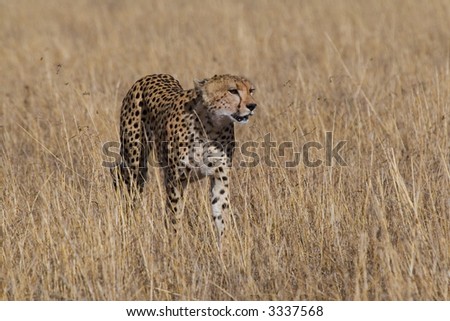 Cheetah stalking through open grassland in search of prey