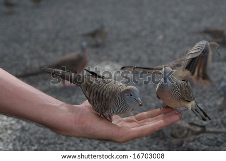 Zebra doves sitting on outstretched hand with food, Hawaii