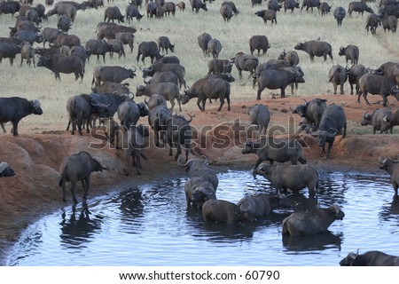 Buffalos