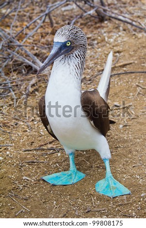 Blue-footed booby taking a step forward, Galapagos Islands