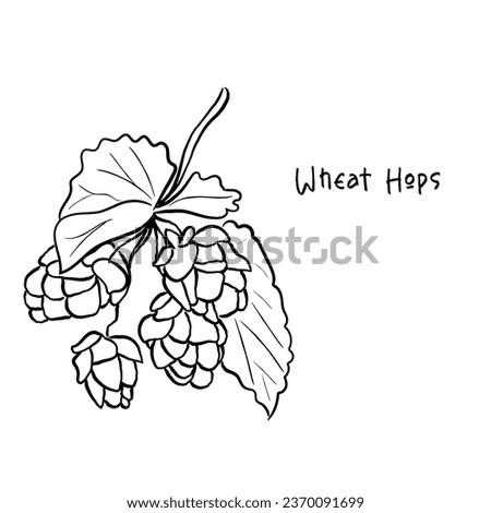 Hand drawn line art vector of wheat hops
