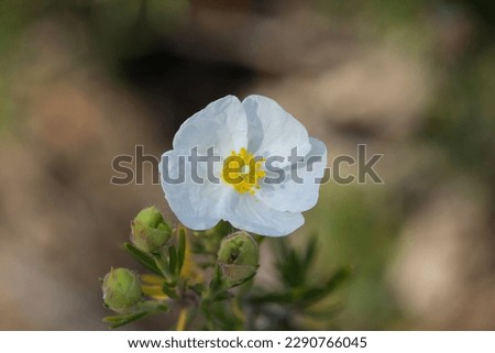 Similar – Image, Stock Photo Solitary flower of cistus or known like flower of the rockrose. Typical flower of Mediterranean forests, Portugal and Extremadura