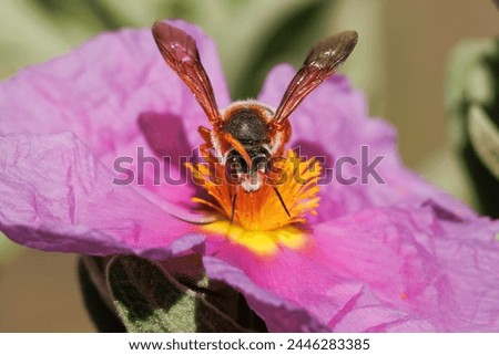 Similar – Image, Stock Photo Solitary flower of cistus or known like flower of the rockrose. Typical flower of Mediterranean forests, Portugal and Extremadura