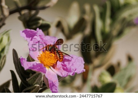 Similar – Image, Stock Photo Solitary flower of cistus or known like flower of the rockrose. Typical flower of Mediterranean forests, Portugal and Extremadura