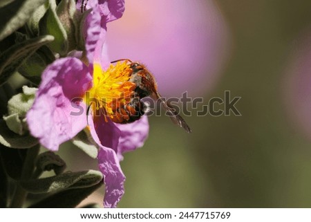 Similar – Image, Stock Photo Solitary flower of cistus or known like flower of the rockrose. Typical flower of Mediterranean forests, Portugal and Extremadura