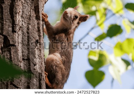 Similar – Image, Stock Photo Climbing squirrel in a tree