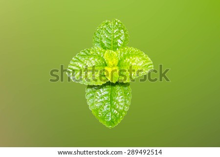 Peppermint Fresh beautiful Isolated on green background The view from the top