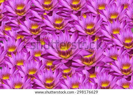 Lotus and Lotus Flower Pattern background