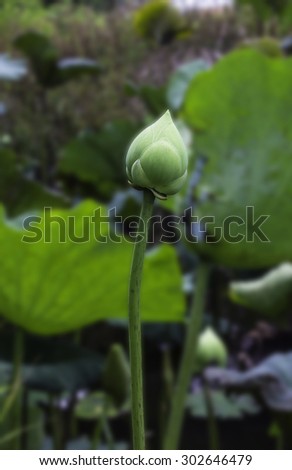 Lotus patterned background blur