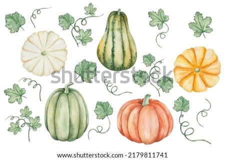 Watercolor illustration of hand painted green, yellow, orange pumpkins, squash with leaves, tendrils. Autumn harvest of vegetables. Isolated food clip art for Thanksgiving cards, Halloween prints