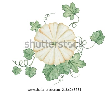 Watercolor illustration of hand painted white, beige pumpkin with green leaves and tendrils. Autumn harvest of squash vegetables. Isolated food clip art for Thanksgiving cards, Halloween prints