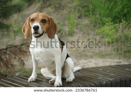 Similar – Image, Stock Photo Beagle dog with a stick on a green field during spring runs towards camera.