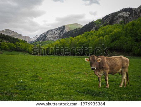 Similar – Image, Stock Photo Pyrenean cow looking at the camera