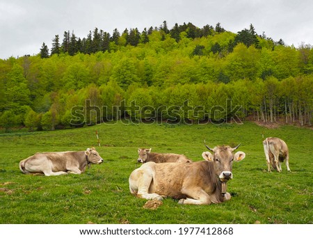 Similar – Image, Stock Photo Pyrenean cow looking at the camera