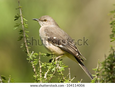 Photograph of a beautiful Northern Mockingbird perched in a bush in a south Texas spring garden.