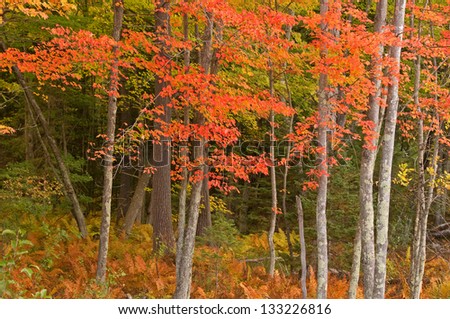 Photograph of the brilliant colors of a northwoods forest along a quiet rustic road in the midwest.