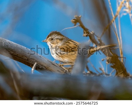 Similar – Image, Stock Photo Way through the front garden