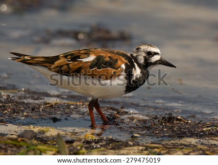 A beautiful, calico patterned Ruddy Turnstone forages on a gulf coast beach on the southern Florida coast.