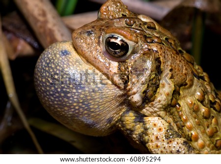 Calling American Toad in a night time swamp.