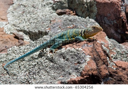 Photograph of a brilliantly colored Eastern Collared Lizard, Crotaphytus collaris, basking on a rock outcropping in a Missouri glade on a sunny Spring day.