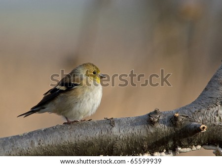 Photograph of an American Goldfinch, Carduelis pinus, in winter plumage coming in to a bird feeding station at a park in Wisconsin.