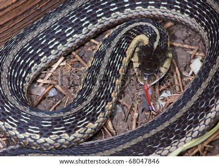 Photograph of a beautifully patterned Garter Snake coiled on the ground with its tongue flicking out.