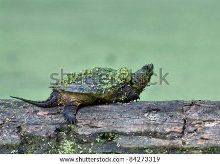Photograph of a juvenile snapping turtle basking on a log with its shell full of aquatic weeds and a green background from the thick aquatic vegetation.