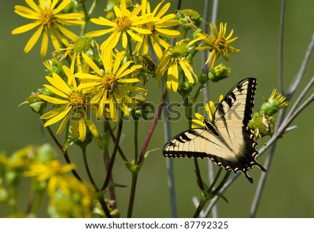 Photograph of a large and beautiful Eastern tiger swallowtail butterfly feeding on some bright yellow wild sunflowers in a midwestern summer prairie.