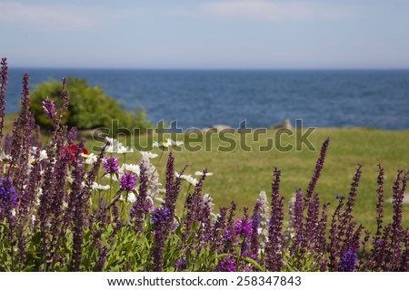 Purple Flowers in Front of Ocean