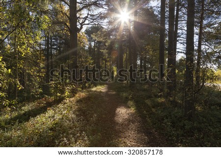 A forest path with a sun and flares in the autumn
