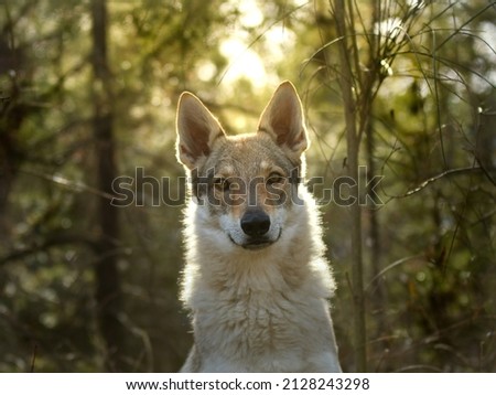 czechoslovakian wolfdog in the wood Photo stock © 