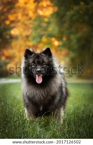 Micromediabox Free Stock Creative Item German Wolf Spitz Stands In The Park