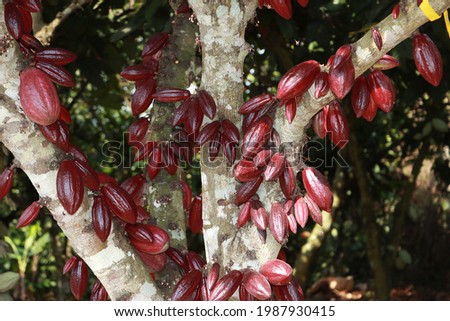 Abundant cocoa pods on cocoa tree. Healthy cocoa tree bearing abundant cocoa pods that are fresh green, red and beautiful, abundant pods, larger beans