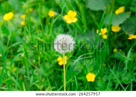 dandelion in the green garden and yellow flower